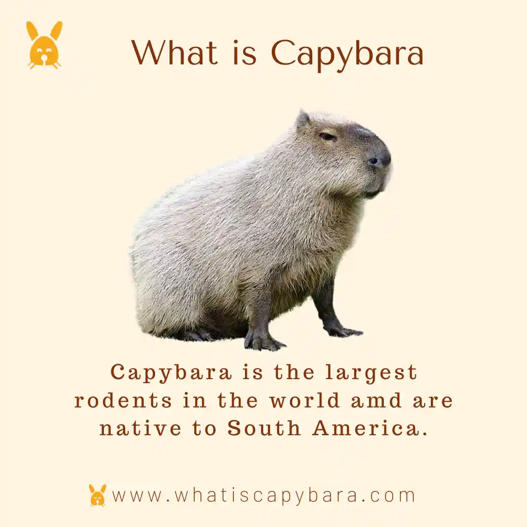 What is Capybara