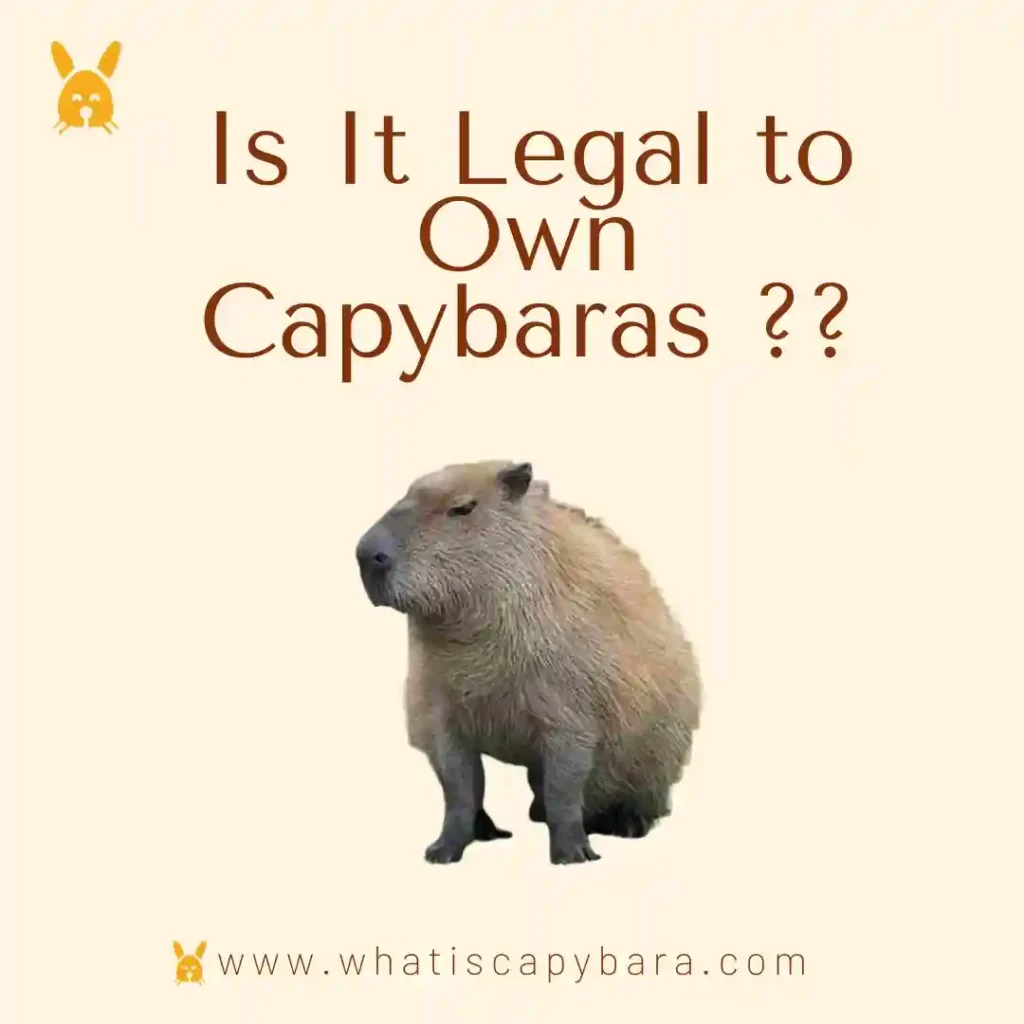 Legal to Own a Capybara