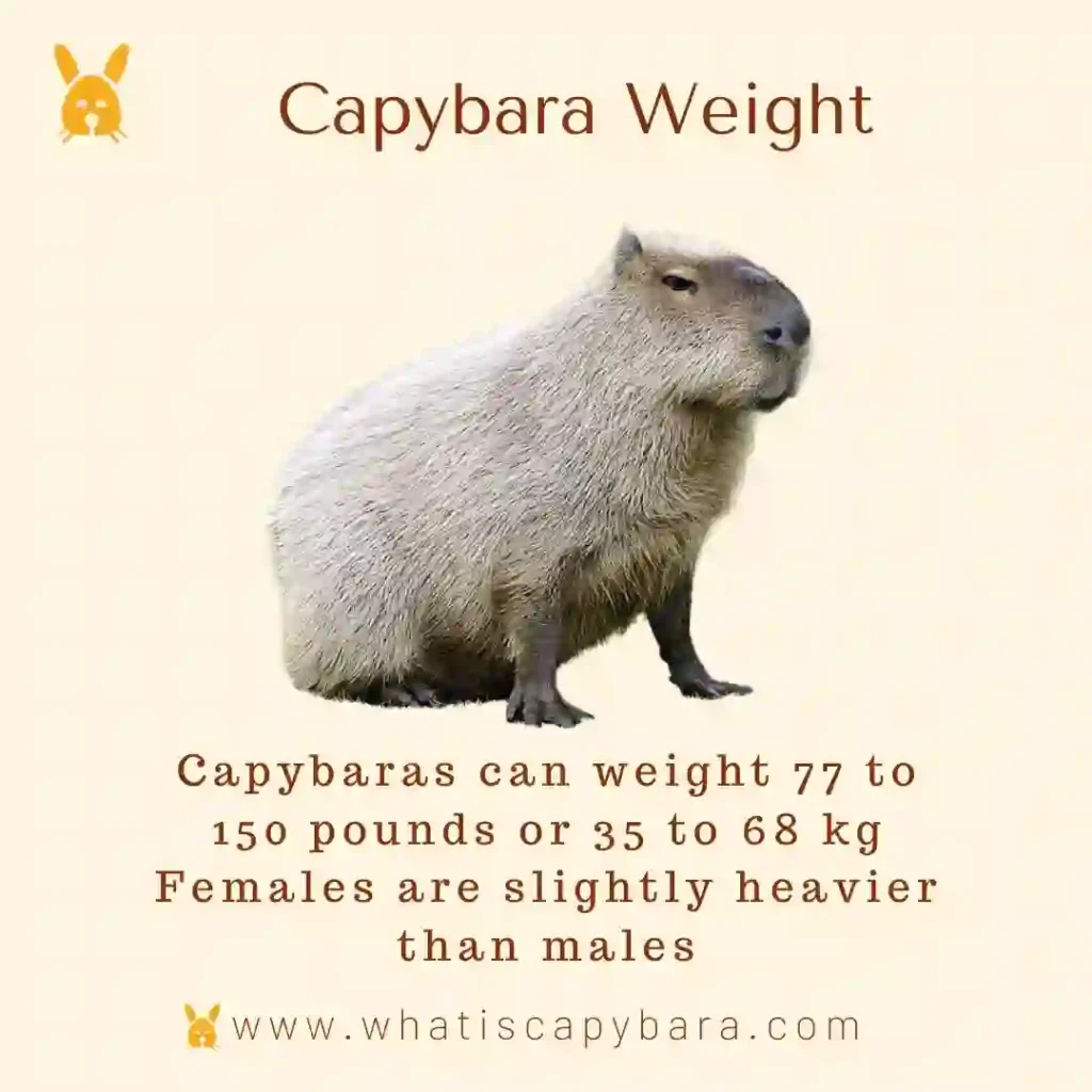 capybara weight