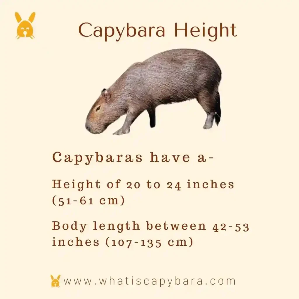 capybara height