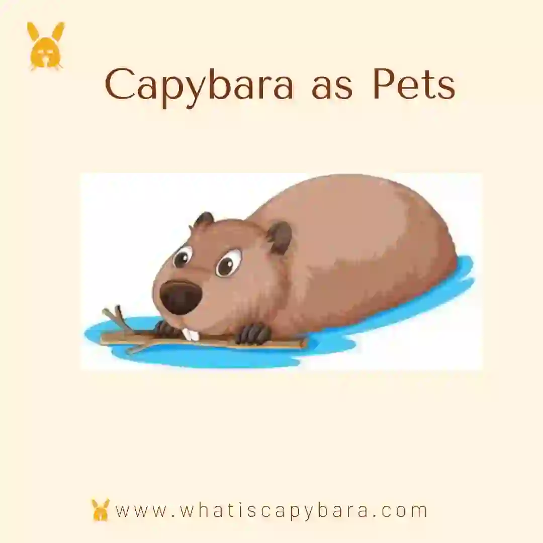 Capybara as Pets