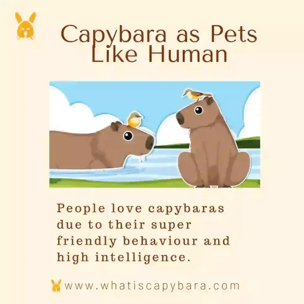 Capybara as Pets Like Human
