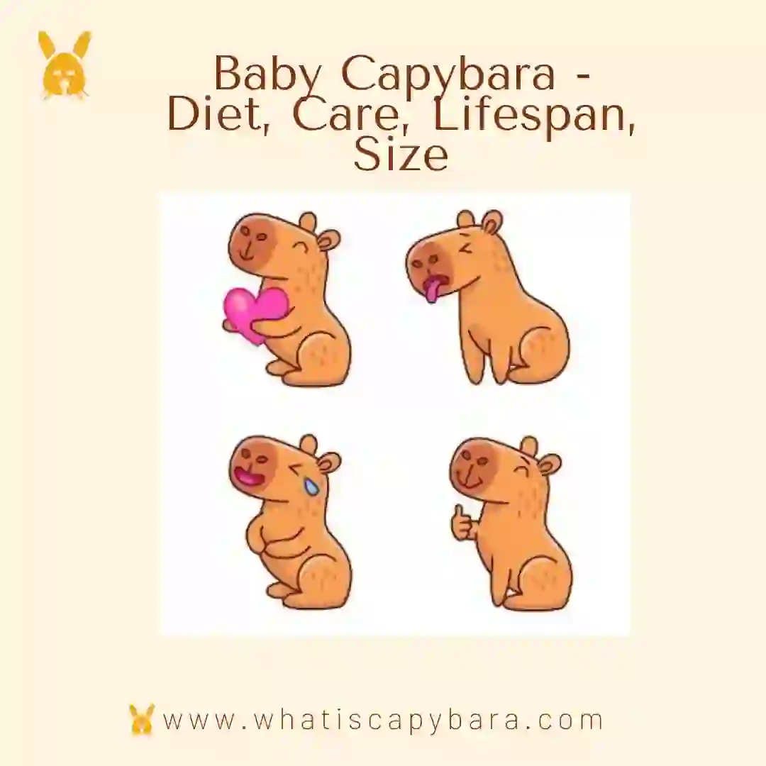 Baby Capybara - Diet, Care, Lifespan, Size