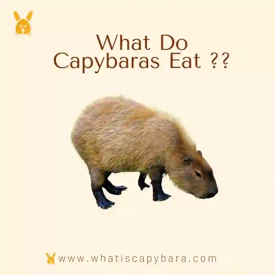 What Do Capybaras Eat - Capybara Diet