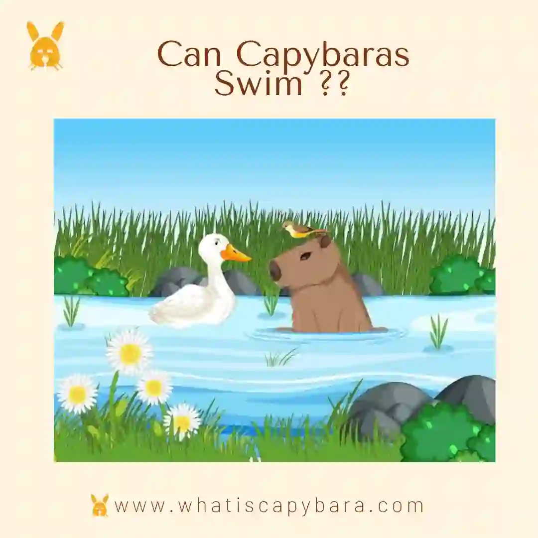 Can Capybara Swim
