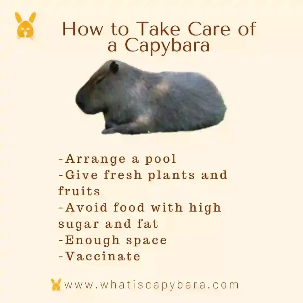 How to take care of a capybara explained