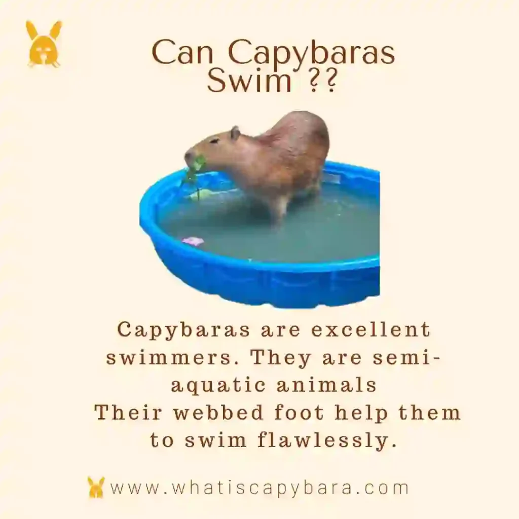 Can Capybara swim