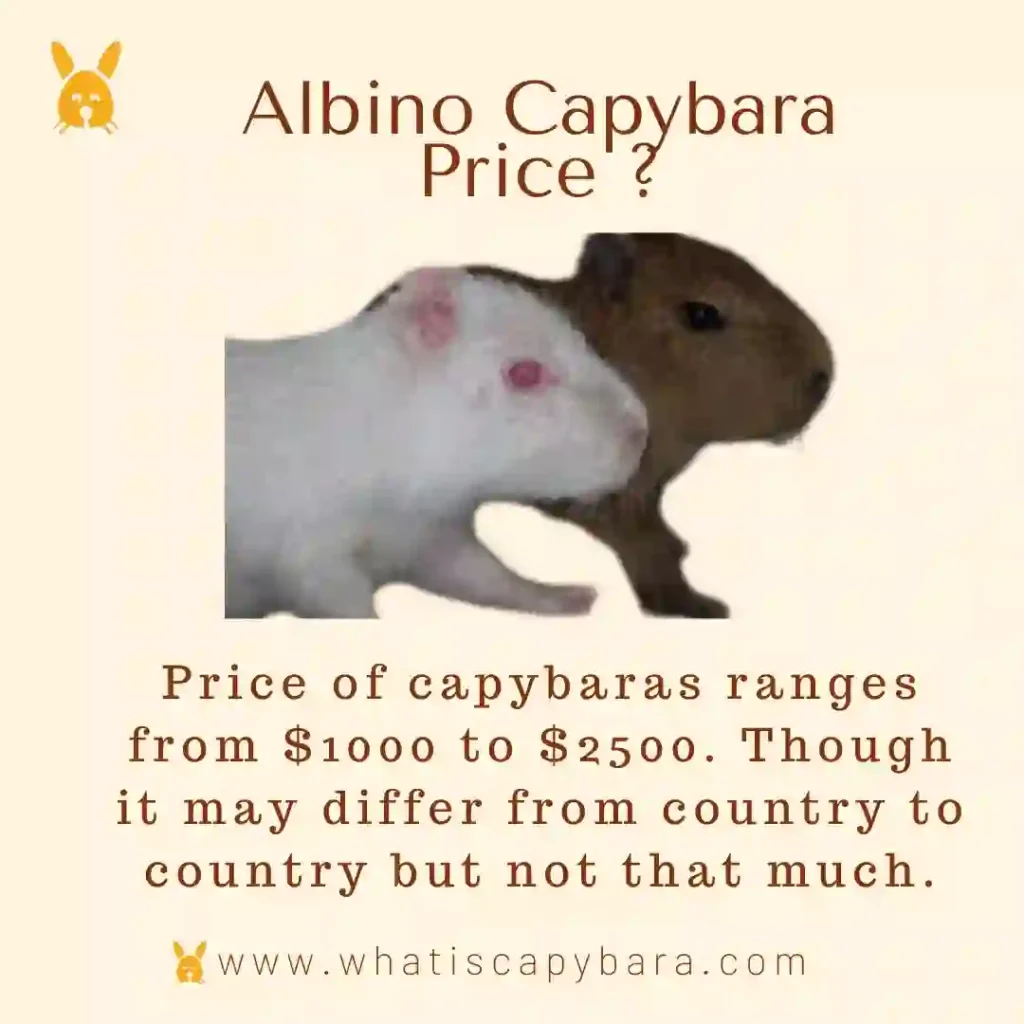 Albino Capybara Cost