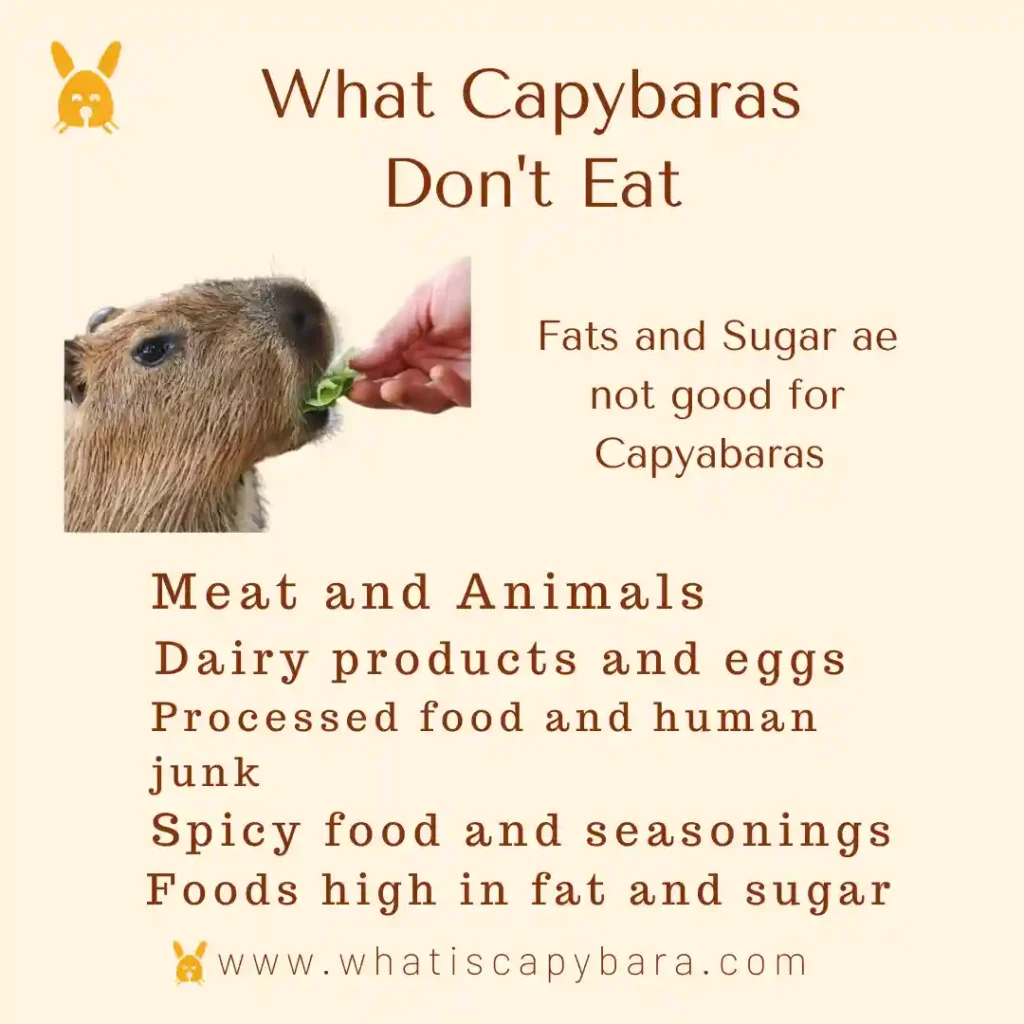 what capybaras don't eat