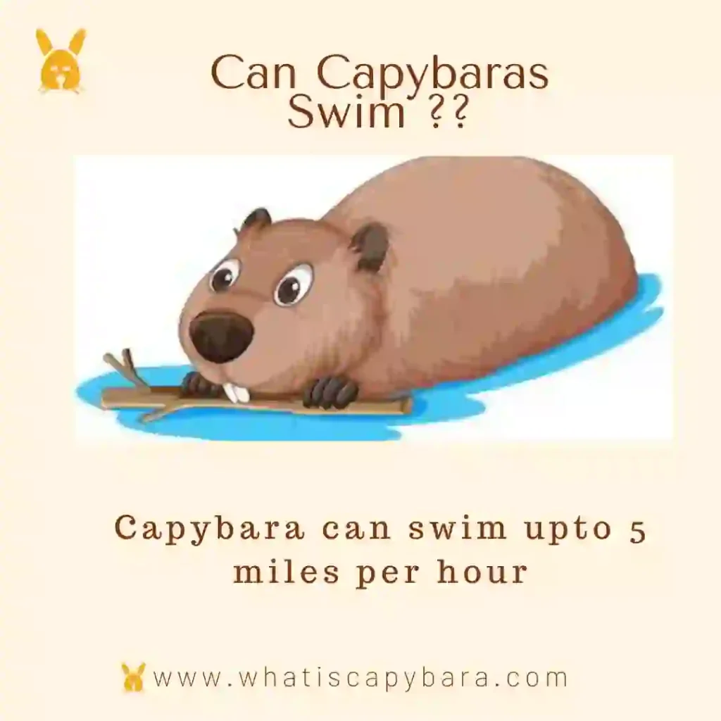 How fast can a capybara swim