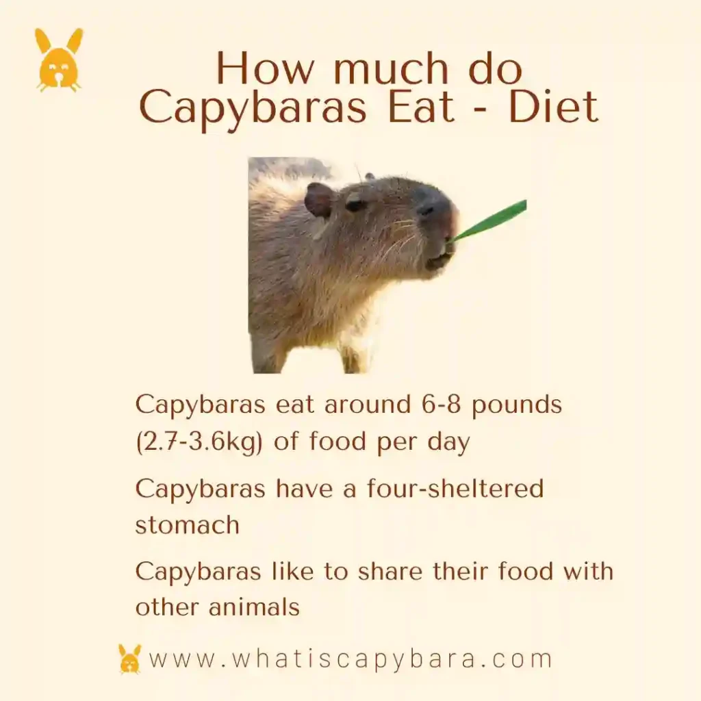 How much do capybaras eat - capybara diet