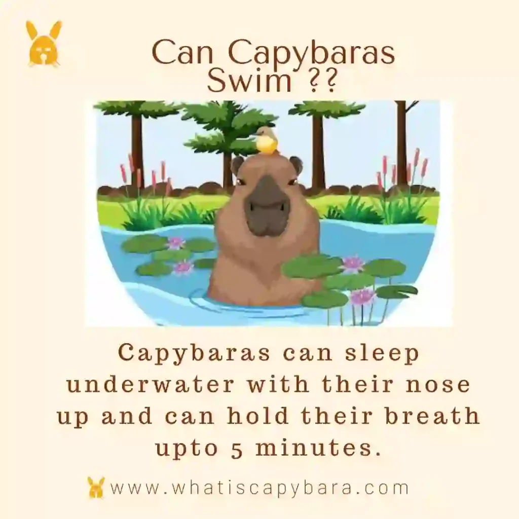 Can Capybara Swim