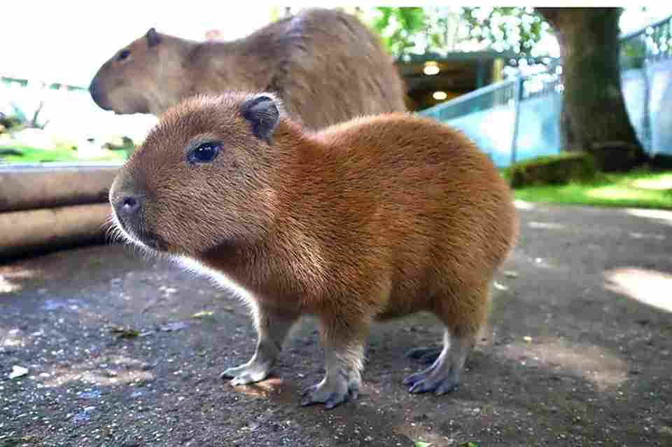 capybara cost