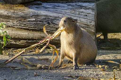 What do Capybaras like and dislike