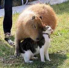 capybara with other animals
