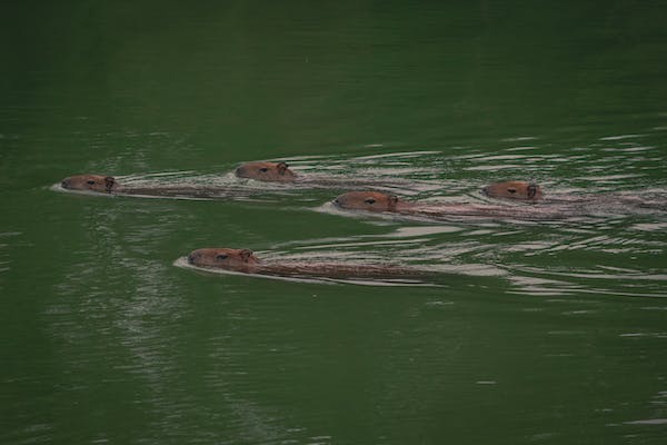 can capybara swim