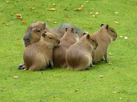 take care of a Capybara Pet