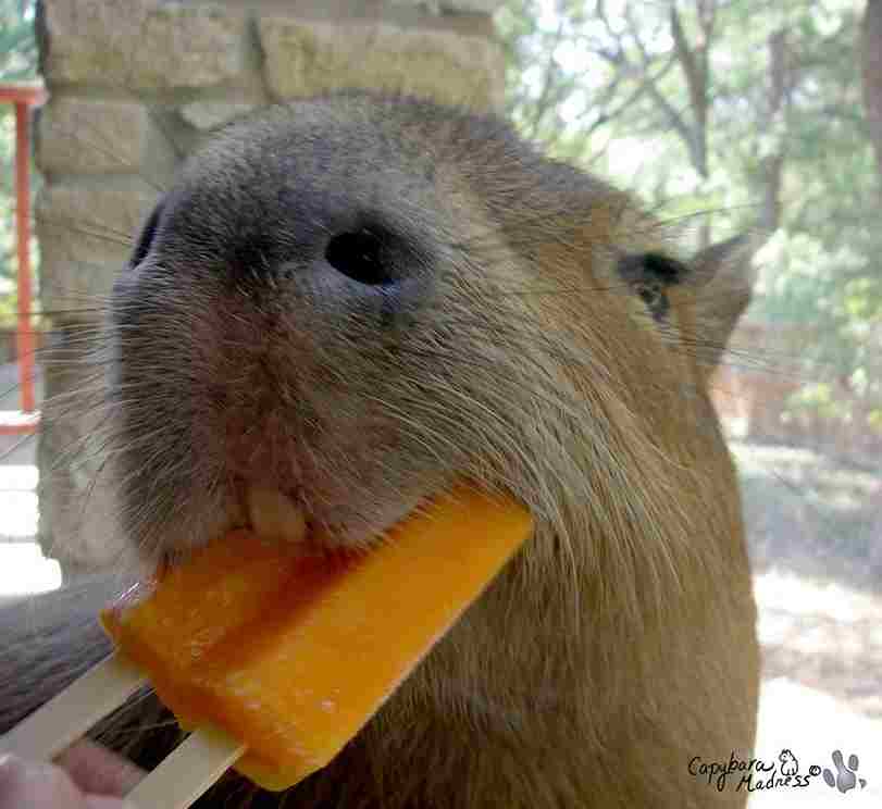 what do capybaras eat