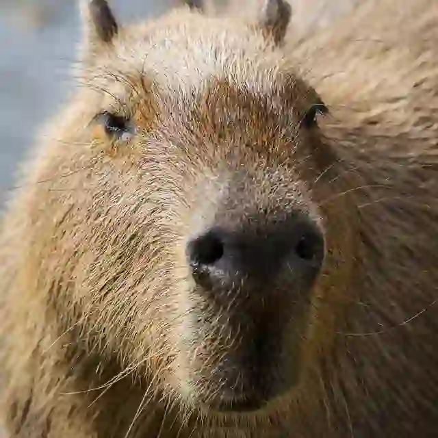 are capybaras dangerous