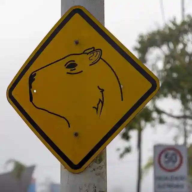 are capybaras dangerous