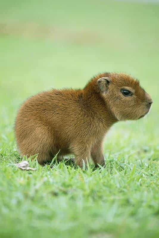 capybara get rabies