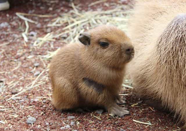 capybara get rabies