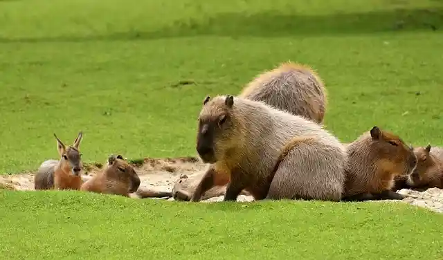 Can You Own Capybaras in Illinois