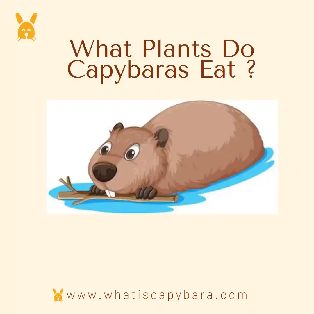 What plants do capybaras eat