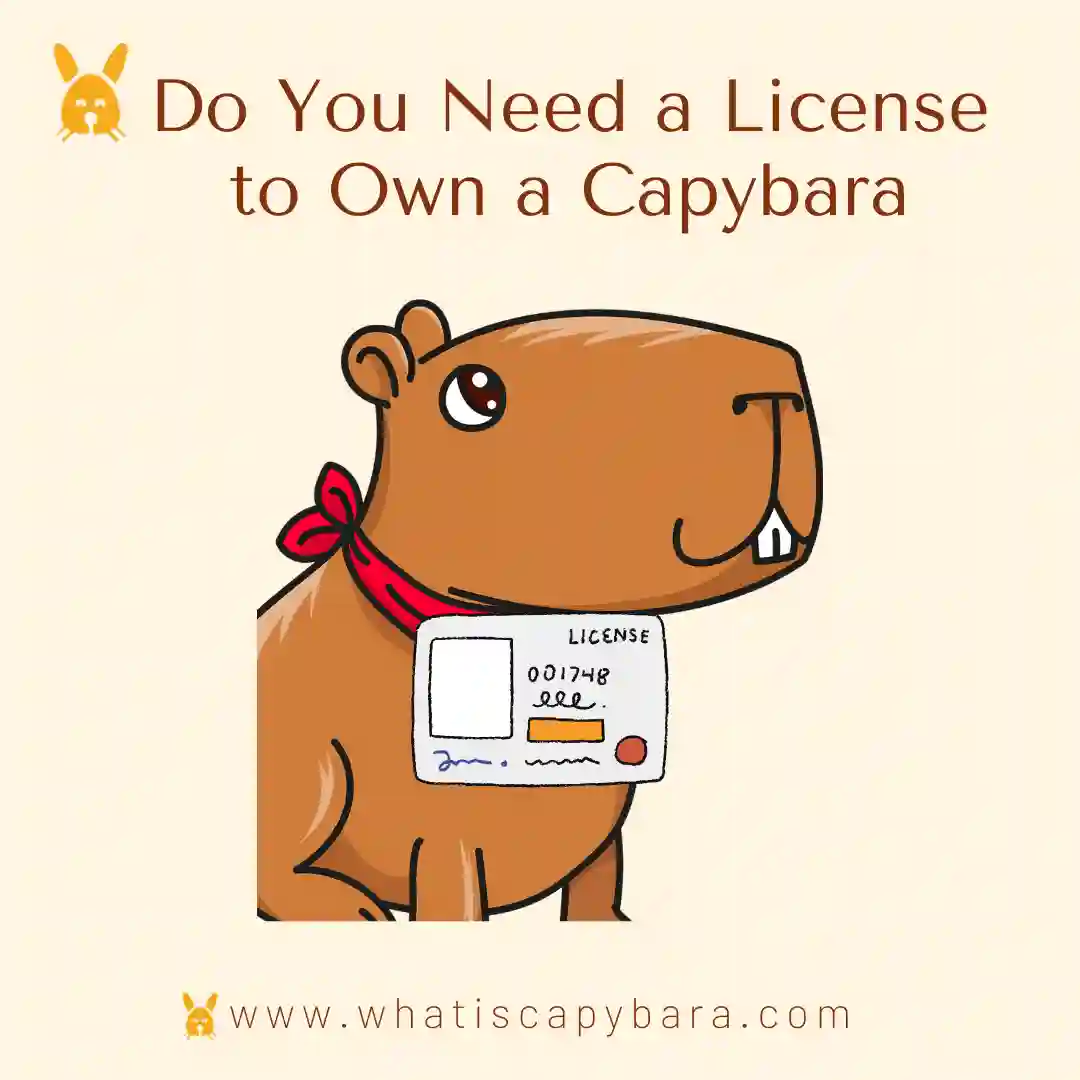 Do You Need a License to Own a Capybara