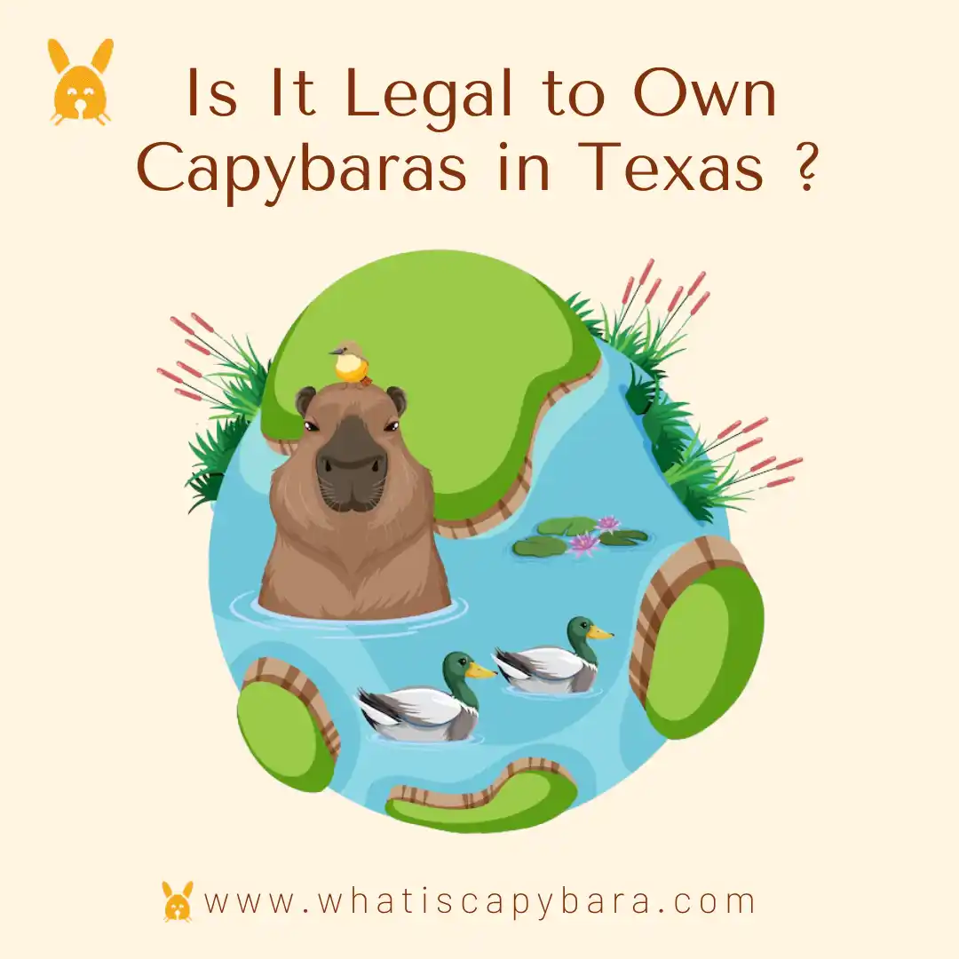own a capybara in Texas