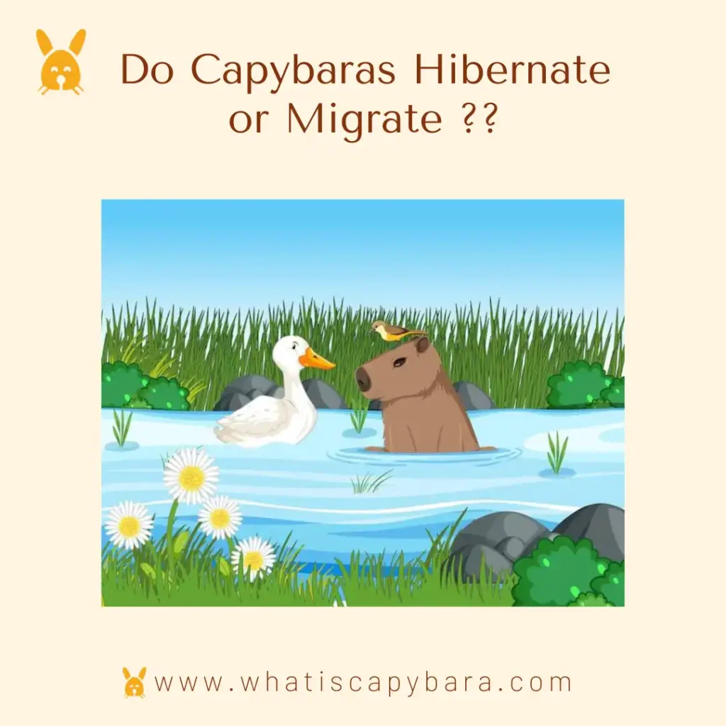 Do Capybaras Hibernate or Migrate