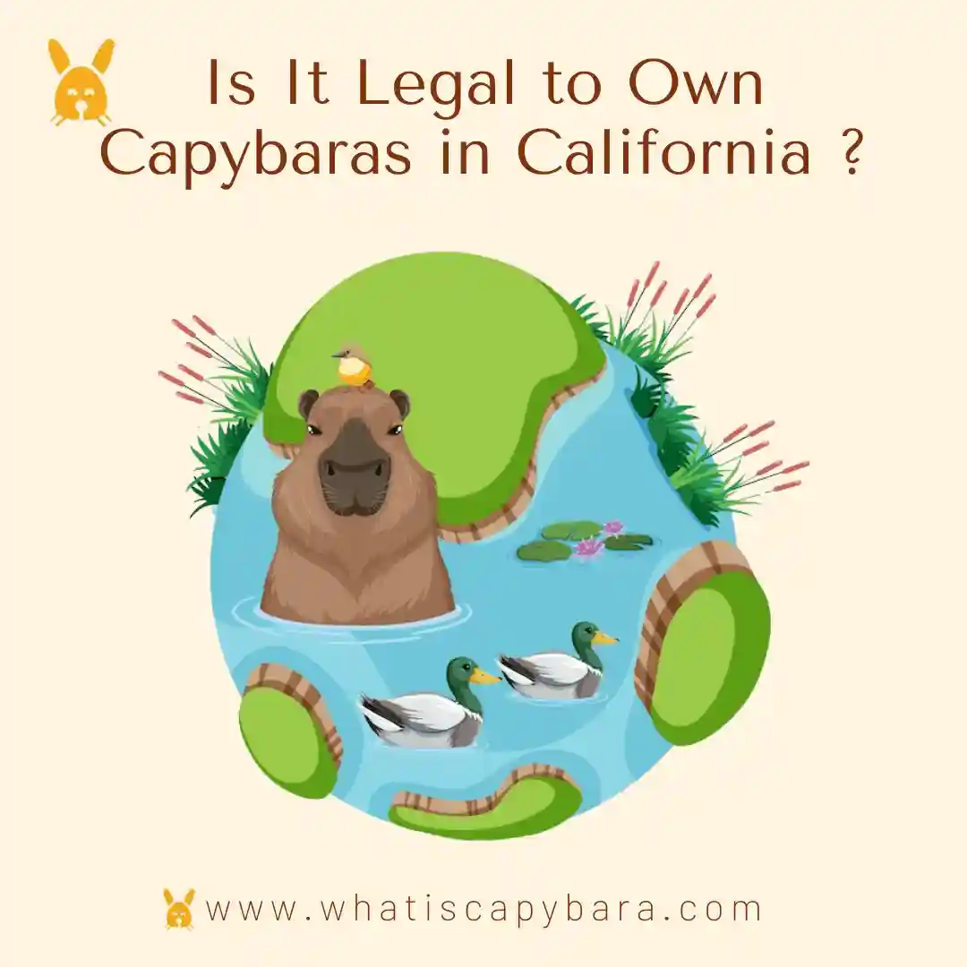 Is It Legal to Own Capybaras in California
