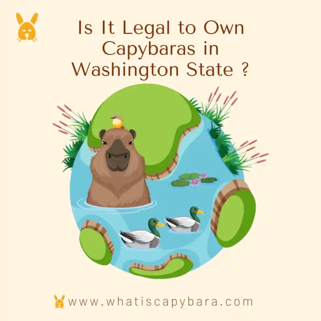 Is It Legal to Own Capybaras in Washington State