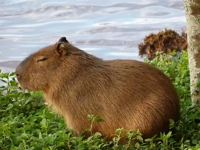 Can You Own a Capybara in Australia