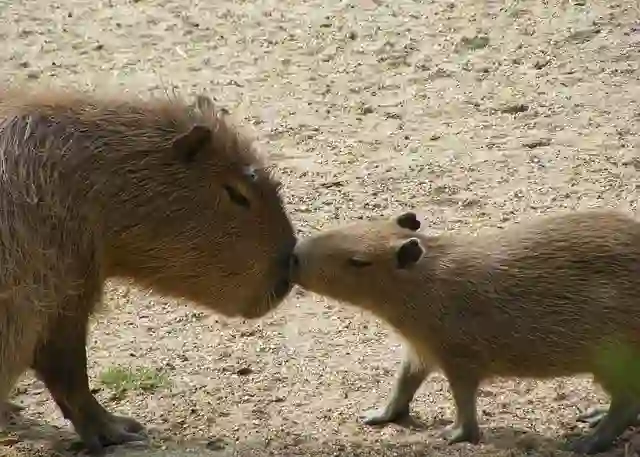 Can You Own a Capybara in Australia