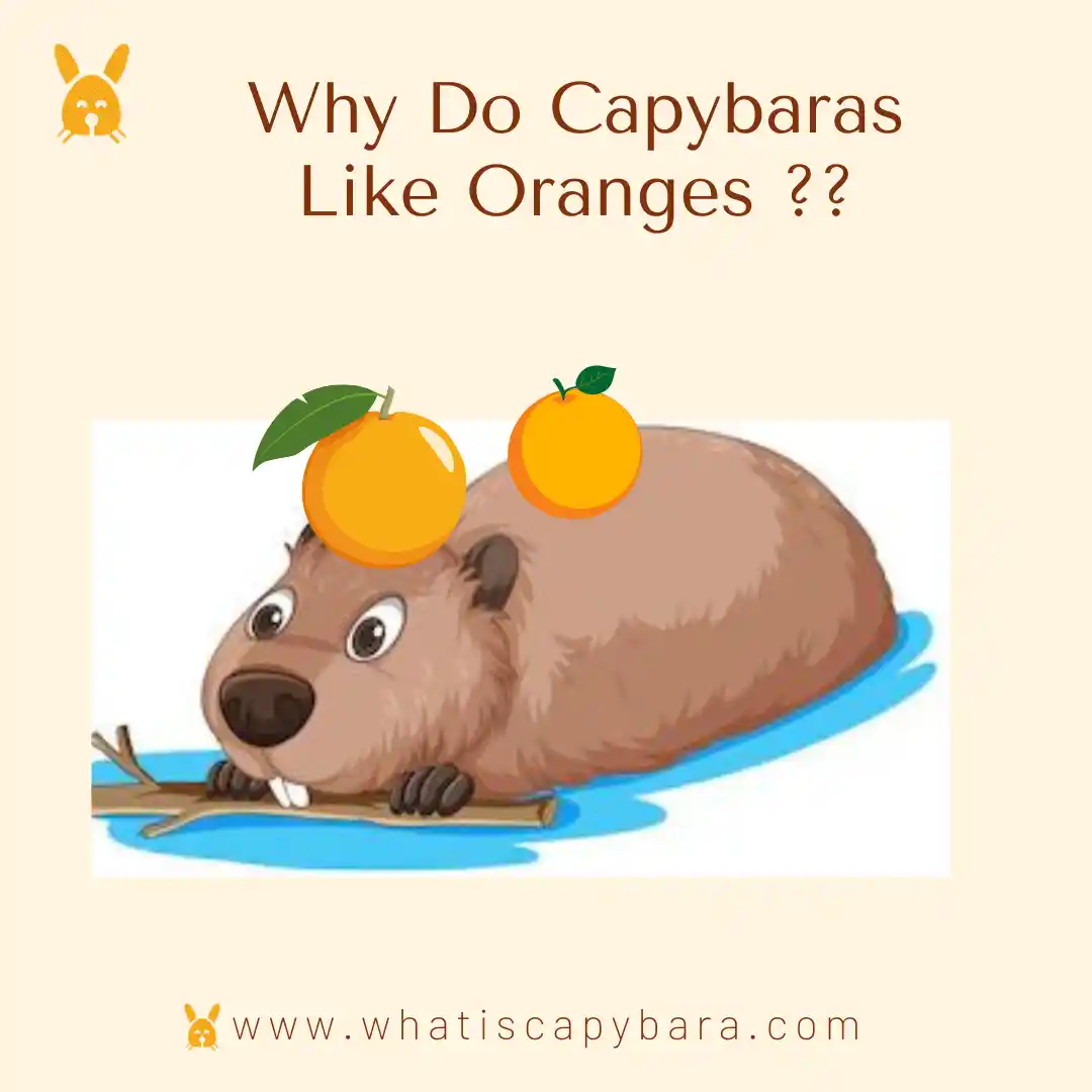 Why Do Capybaras Like Oranges