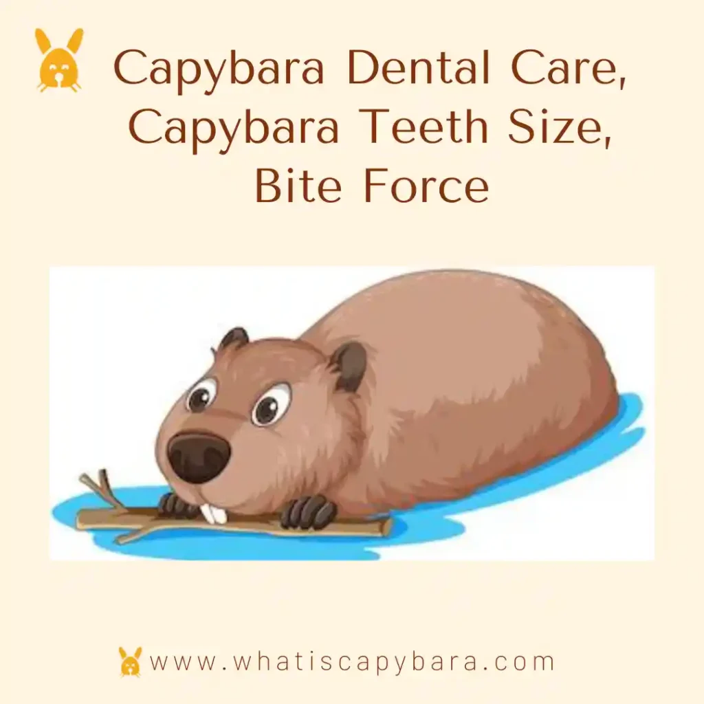 Capybara Dental Care, Capybara Teeth Size, Bite Force