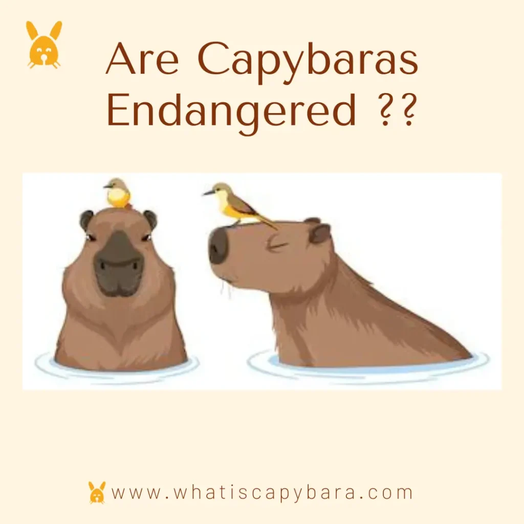 Are Capybaras Endangered