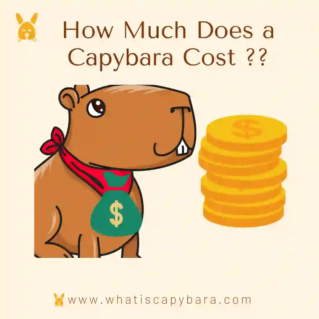 How much does a capybara cost