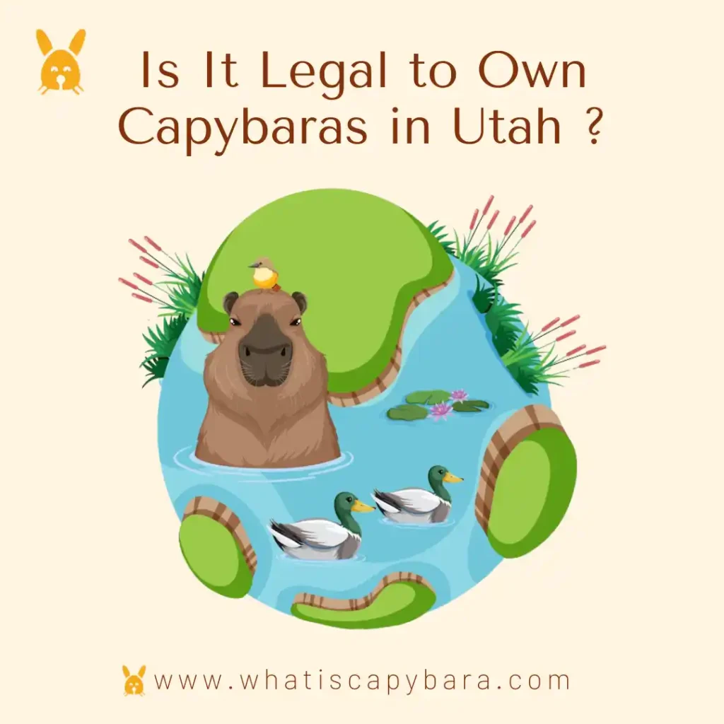 Own a capybara in Utah