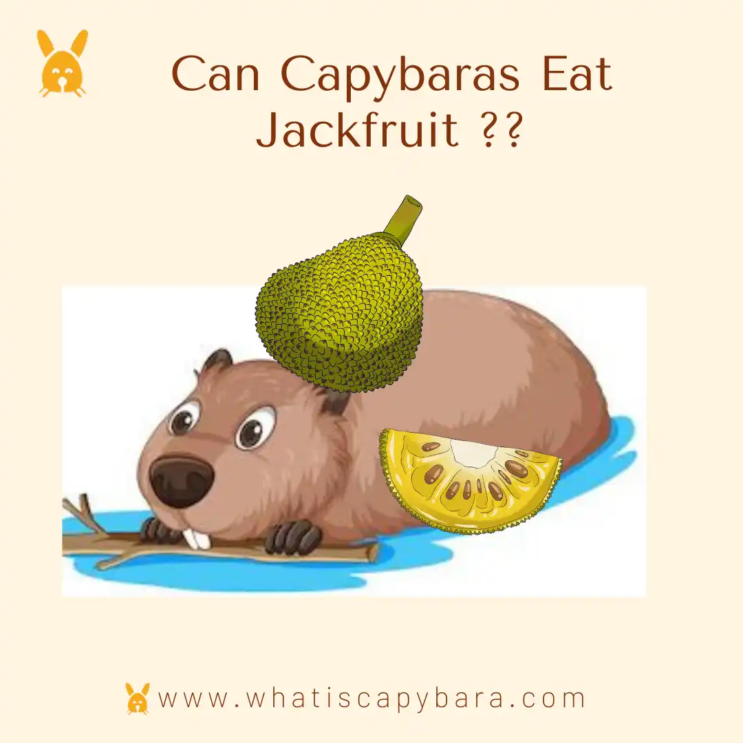 Can Capybaras Eat Jackfruit