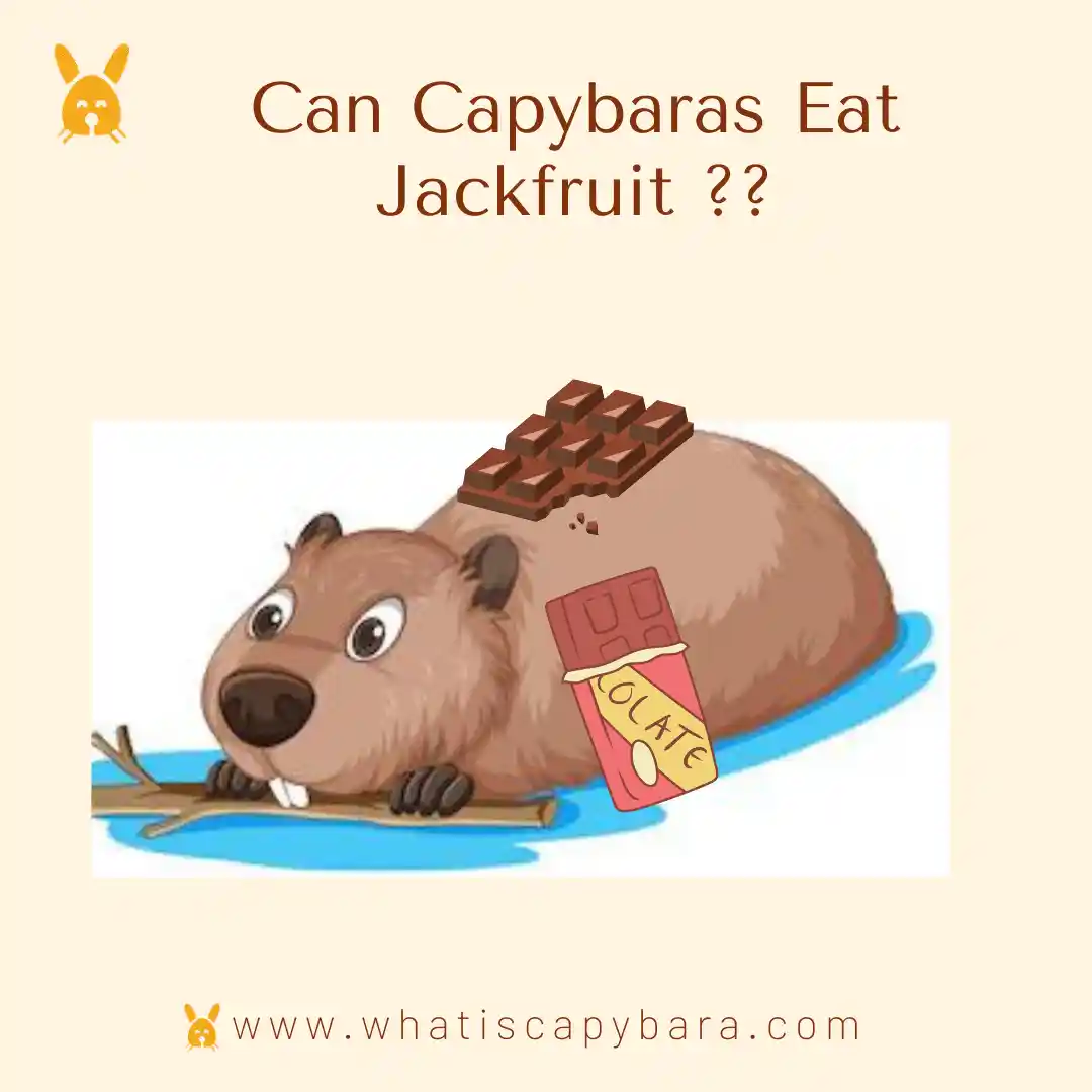 Can Capybaras eat chocolate