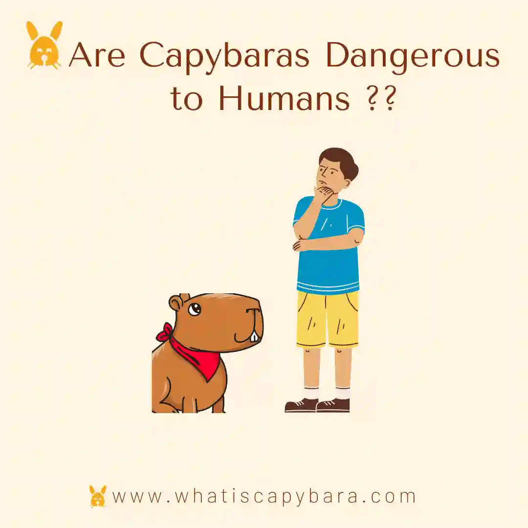 Are Capybaras Dangerous to Humans