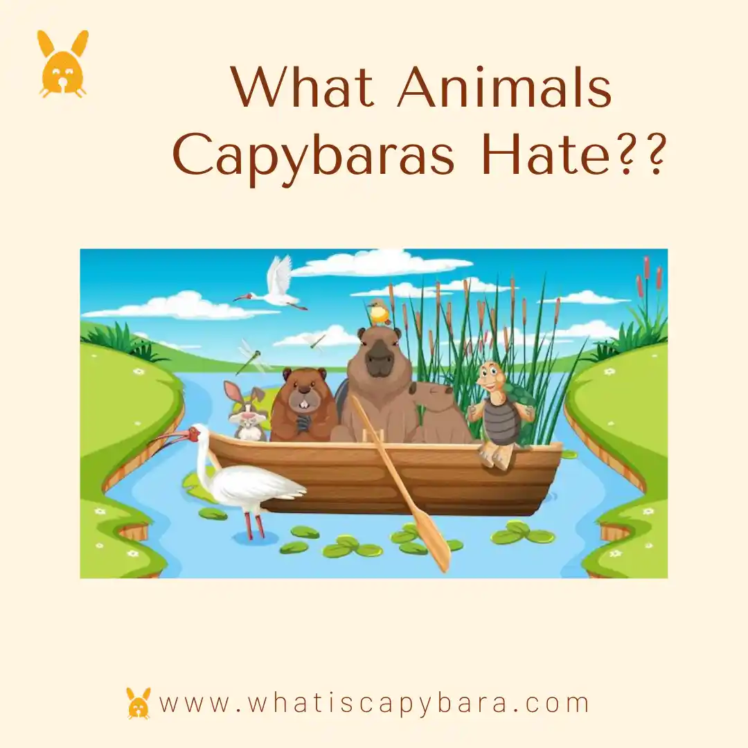 What Animals Capybaras hate or dislike
