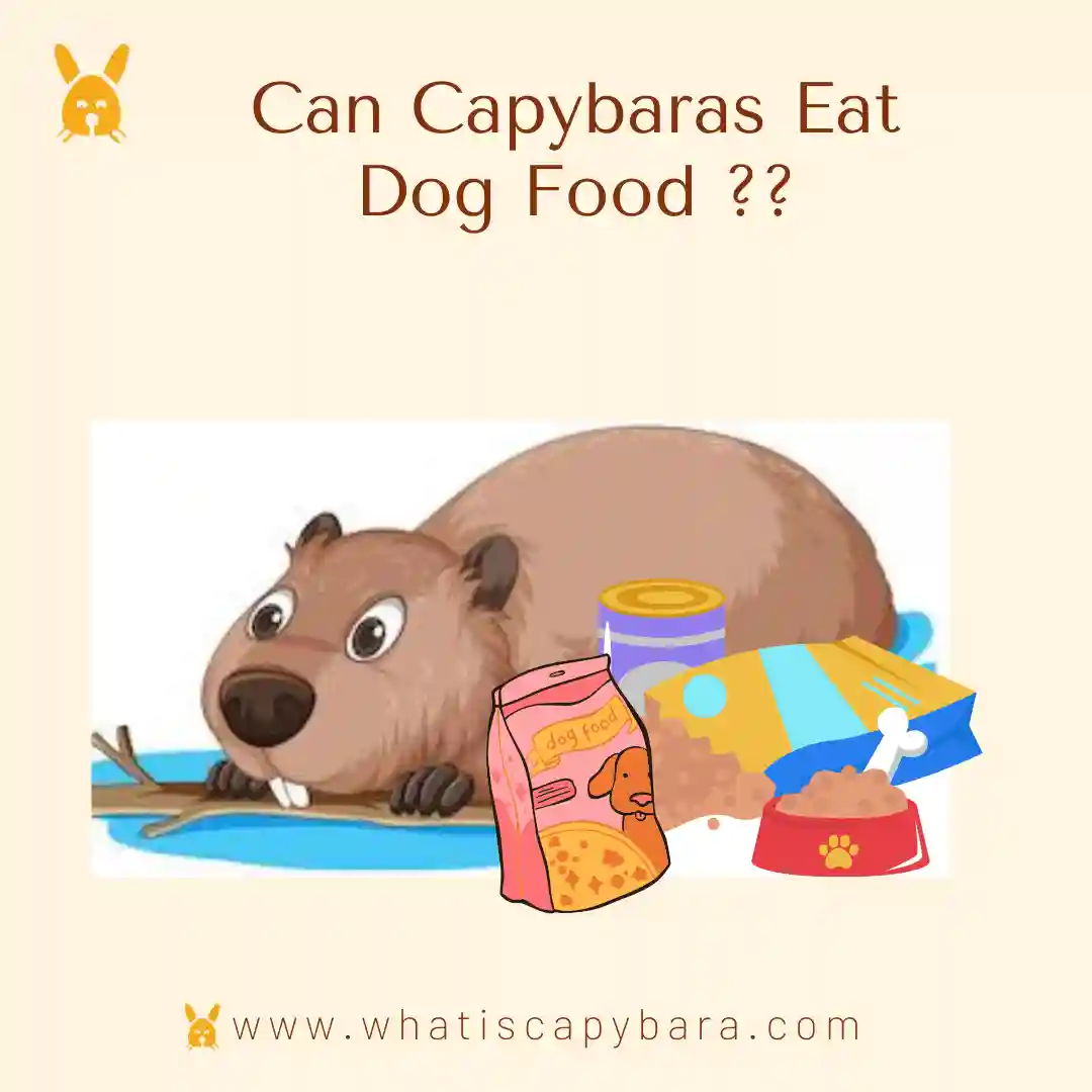 Can Capybaras Eat Dog Food