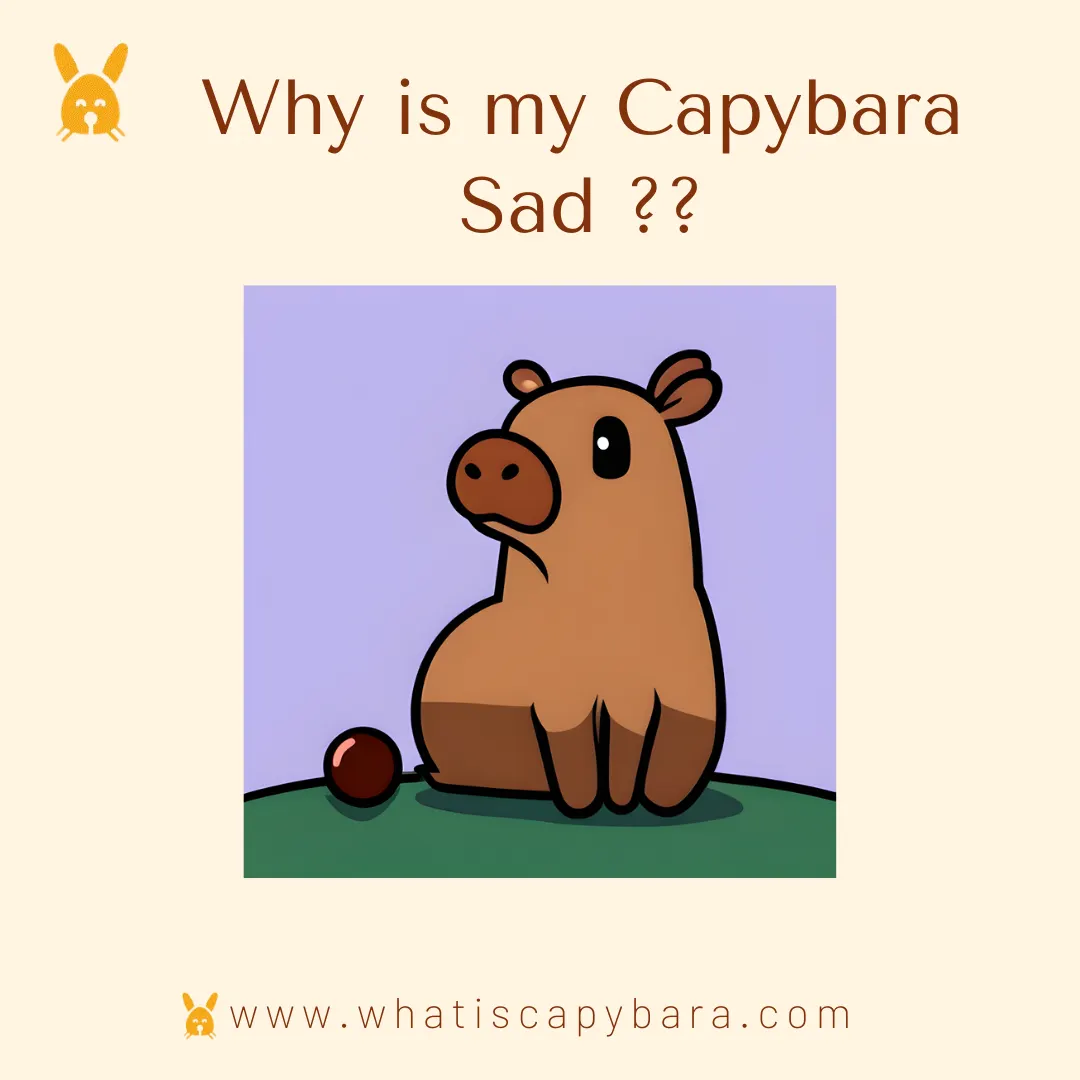 Why is my capybara sad