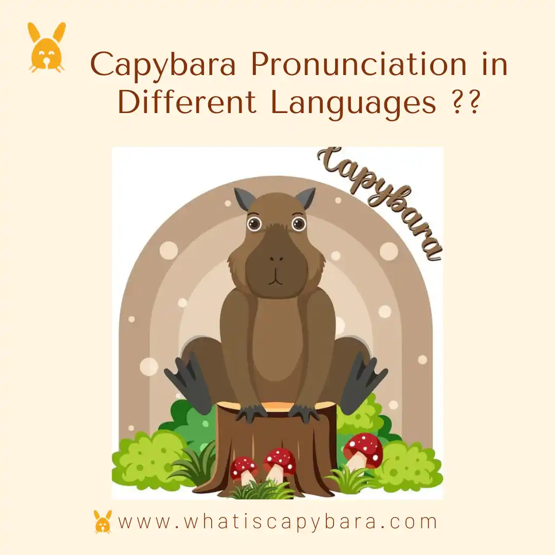 Capybara pronunciation - how to say capybara