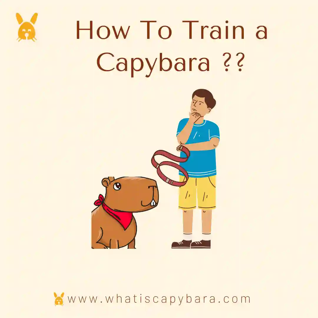 How to train a capybara