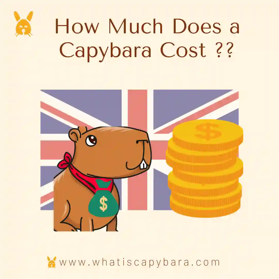 Capybara price in UK