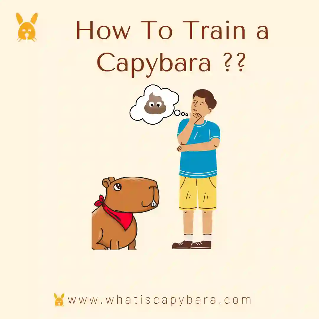 How to potty train a capybara